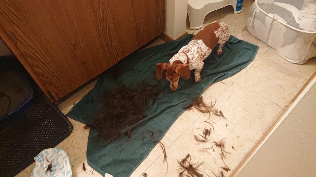 A confused wiener dog standing on a towel covered in hair which he is giving a tentative taste test.