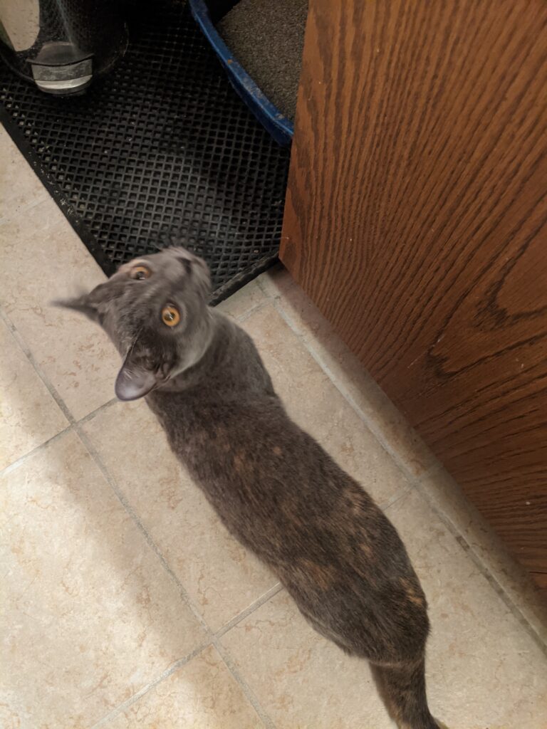 A kitten staring up at the camera looking cute because she knows it will make it easier to wreak havoc.